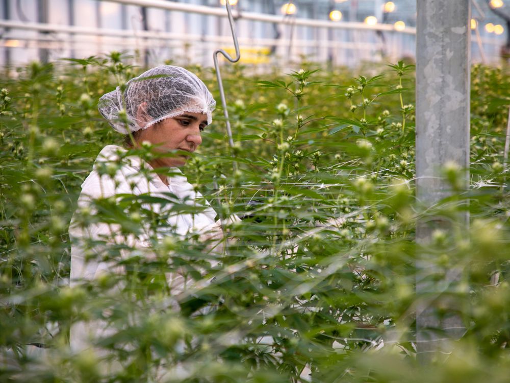 Canopy Growth lays off 200 workers in third cut made since March